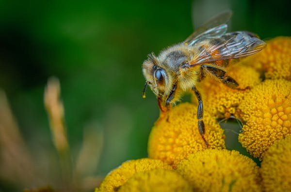 Опасность укуса пчелы и осы